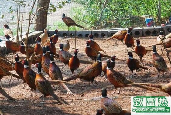 養1000只野雞能賺多少錢?養野雞的成本和利潤