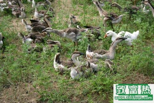 養(yǎng)100只大雁能賺多少錢？養(yǎng)大雁的成本和利潤(rùn)