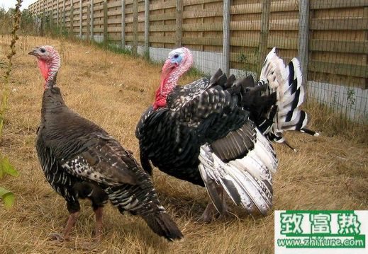 養100只火雞能賺多少錢？養火雞的成本和利潤 