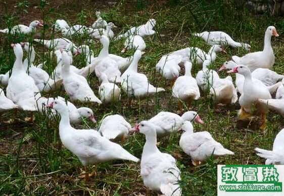 養1000只香鶉雁能賺多少錢？養香鶉雁的成本和利潤 