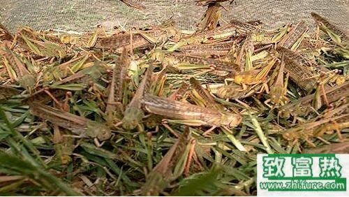 2017養蝗蟲賺錢嗎？2017蝗蟲養殖前景及市場價格行情分析