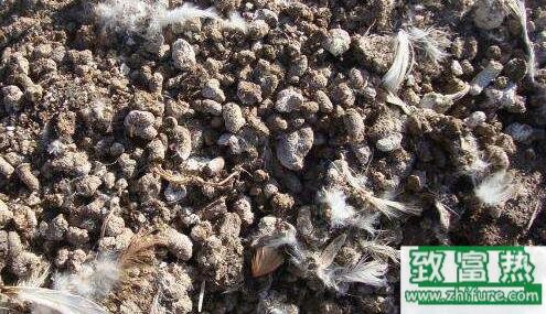 雞糞做飼料的方法