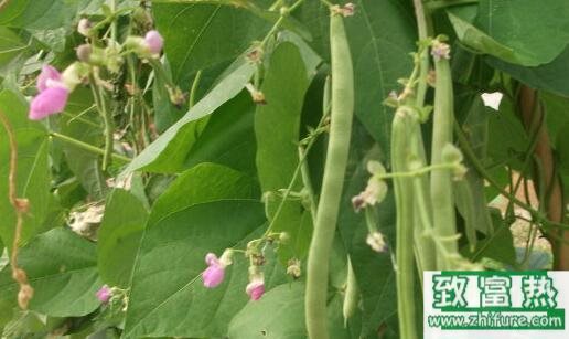 四季豆的種植技術(shù)
