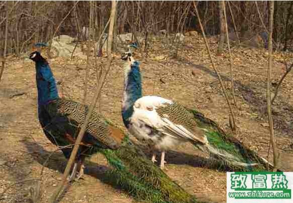 養50只藍孔雀能賺多少錢？養藍孔雀的成本和利潤