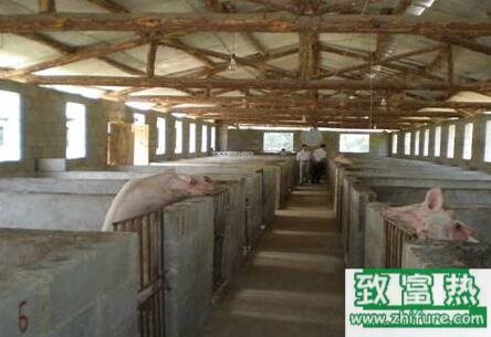 豬場(chǎng)建設(shè)注意要點(diǎn)