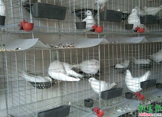 養100對肉鴿能賺多少錢？養肉鴿的成本和利潤