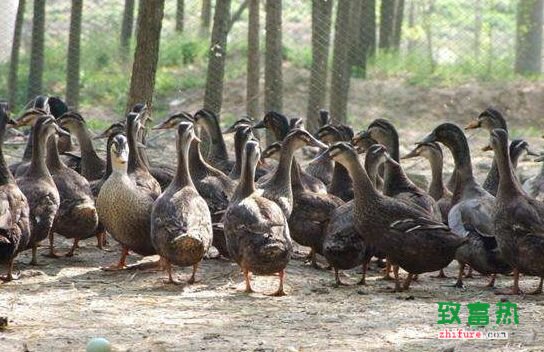 養1000只野鴨能賺多少錢？養野鴨的成本和利潤