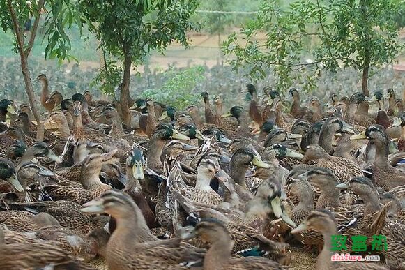 養1000只肉鴨能賺多少錢？養肉鴨的成本和利潤