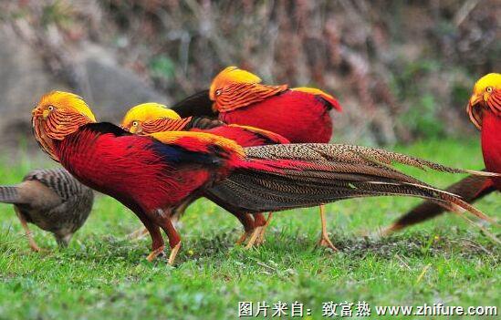 養40只錦雞能賺多少錢?養錦雞的成本和利潤