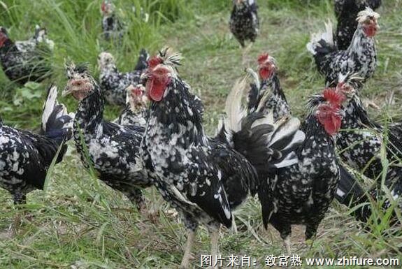 養(yǎng)300只貴妃雞能賺多少錢？養(yǎng)貴妃雞的成本和利潤