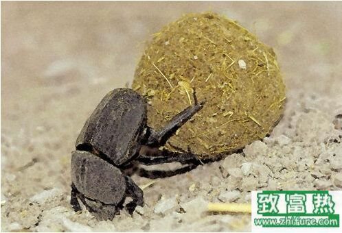 2017養蜣螂賺錢嗎?2017蜣螂養殖前景及市場價格行情分析