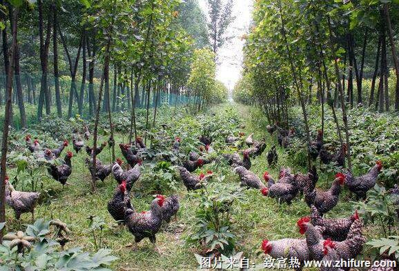 養(yǎng)1000只烏雞能賺多少錢？養(yǎng)烏雞的成本和利潤(rùn)