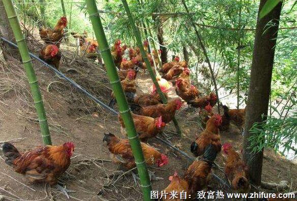 養(yǎng)1000只土雞能賺多少錢？養(yǎng)土雞的成本和利潤(rùn)