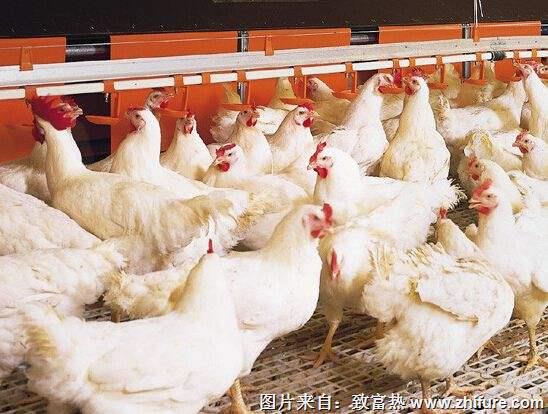 養1萬只白羽肉雞能賺多少錢？養白羽肉雞的成本和利潤