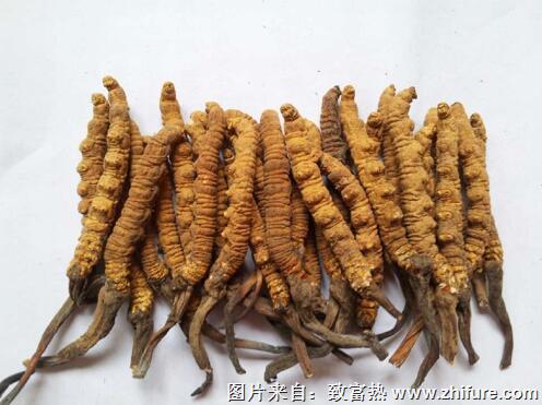 2017種冬蟲夏草賺錢嗎？2017種冬蟲夏草前景及市場價格行情分析