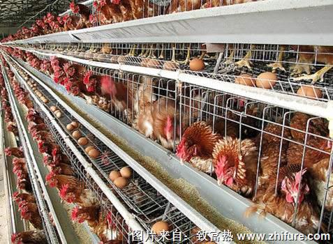 養1000只蛋雞能賺多少錢？養蛋雞的成本和利潤