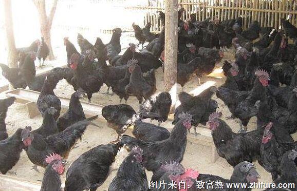 養1000只綠殼蛋雞能賺多少錢？養綠殼蛋雞的成本和利潤