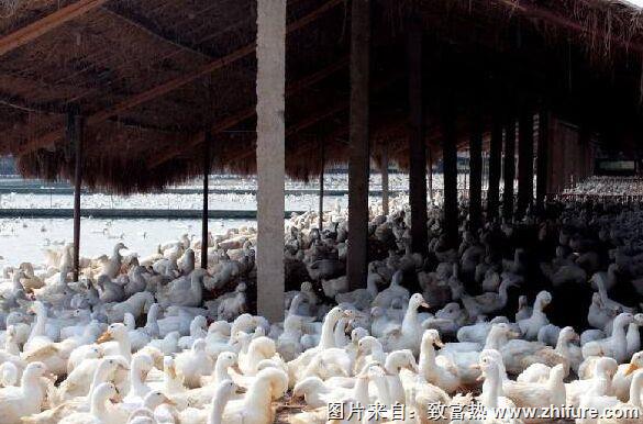 養1000只蛋鴨能賺多少錢？養蛋鴨的成本和利潤