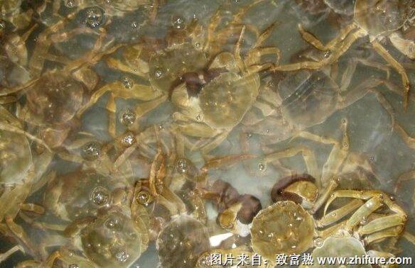 養1畝蟹能賺多少錢?養蟹的成本和利潤