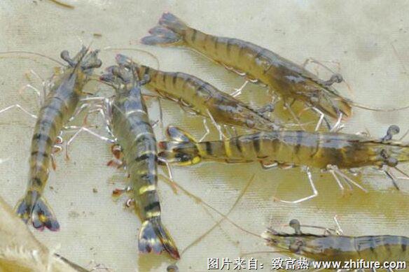 養1畝蝦能賺多少錢？養蝦的成本和利潤