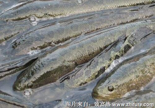 養(yǎng)一畝黑魚能賺多少錢?養(yǎng)黑魚的成本和利潤