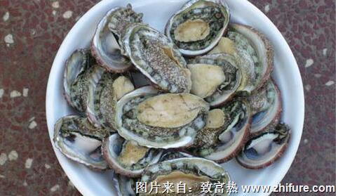 鮑魚人工養殖模式