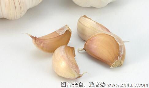 全國大蒜種植時(shí)間