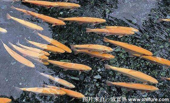 養一畝虹鱒魚能賺多少錢？養虹鱒魚的成本和利潤