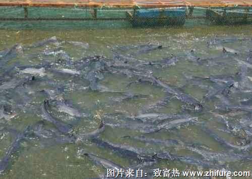 養一畝鴨嘴魚能賺多少錢？養鴨嘴魚的成本和利潤