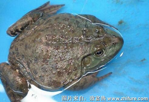 牛蛙養(yǎng)殖風(fēng)險(xiǎn)