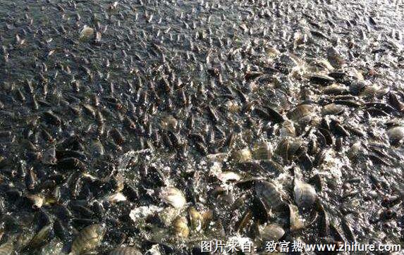 養一畝羅非魚能賺多少錢?養羅非魚的成本和利潤