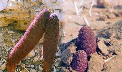 鎖陽的種植方法