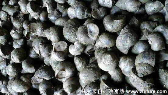 養一畝田螺能賺多少錢？養田螺的成本和利潤