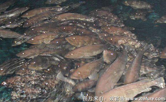 養一畝石斑魚能賺多少錢？養石斑魚的成本和利潤
