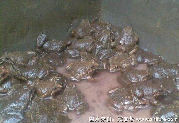 養一畝石蛙能賺多少錢？養石蛙的成本和利潤