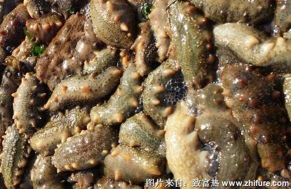 養(yǎng)一畝海參能賺多少錢?養(yǎng)海參的成本和利潤