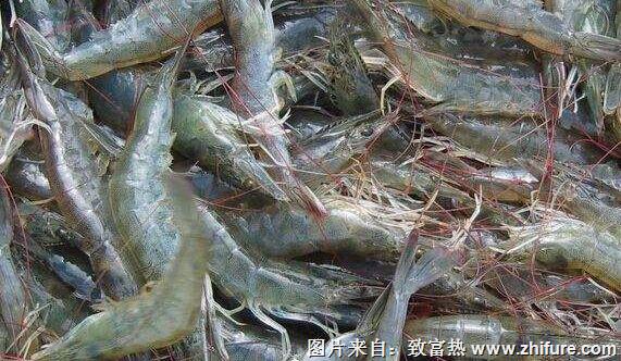 養一畝對蝦能賺多少錢？養對蝦的成本和利潤