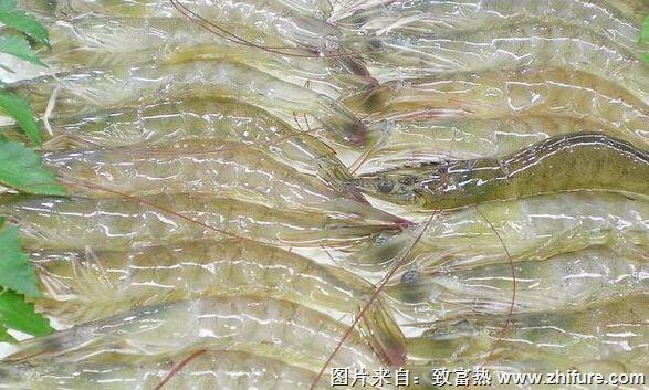 養(yǎng)一畝南美白對蝦能賺多少錢?養(yǎng)南美白對蝦的成本和利潤