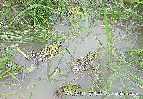 養一畝青蛙能賺多少錢?養青蛙的成本和利潤