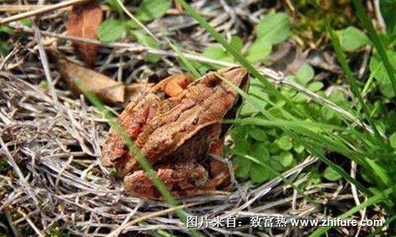 養一萬畝林蛙能賺多少錢？養林蛙的成本和利潤