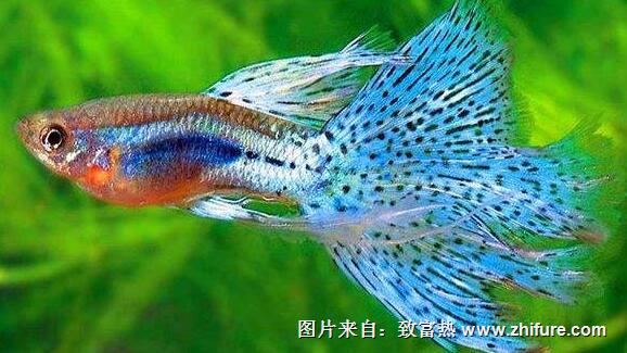 孔雀魚最佳飼料是什么?