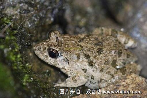 養一萬畝蟾蜍能賺多少錢？養蟾蜍的成本和利潤