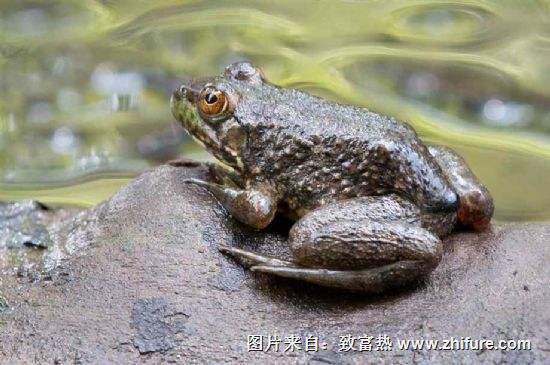 養一畝牛蛙能賺多少錢？養牛蛙的成本和利潤