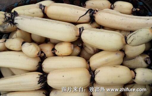 淺水藕栽培有哪些技術(shù)要學(xué)習(xí)的?