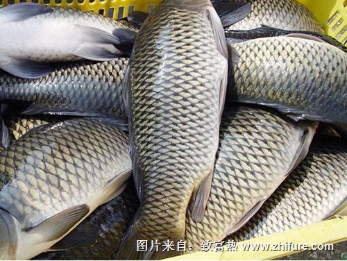 草魚(yú)的養(yǎng)殖技術(shù)和喂草注意