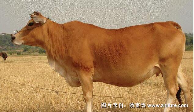 買肉牛的注意事項有哪些