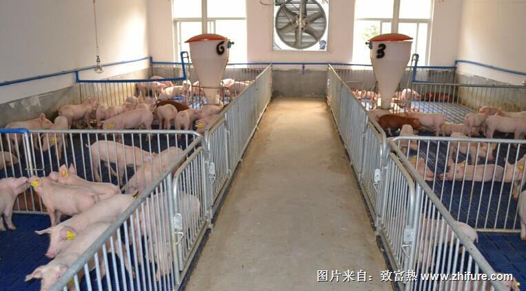 不怕冷的豬場(chǎng)如何建設(shè)？