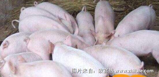 豬流行性腹瀉怎么辦？