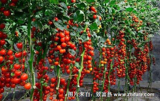 西紅柿種植會發生什么病蟲害么？應該怎么防治呢？ 