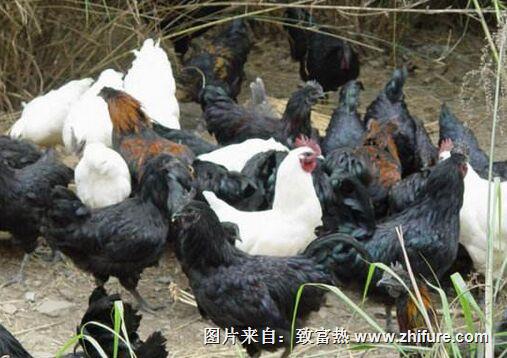 現在烏骨雞的養殖前景怎樣？ 烏骨雞的養殖效益